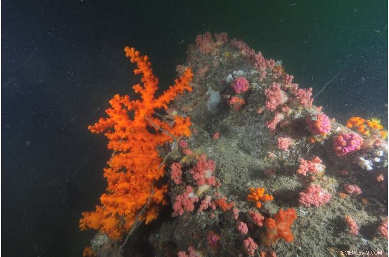 Hong Kong Scientists Discover Three New Coral Species in Local Waters
