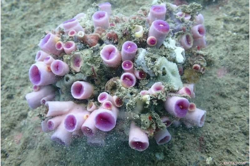 Hong Kong Scientists Discover Three New Coral Species in Local Waters