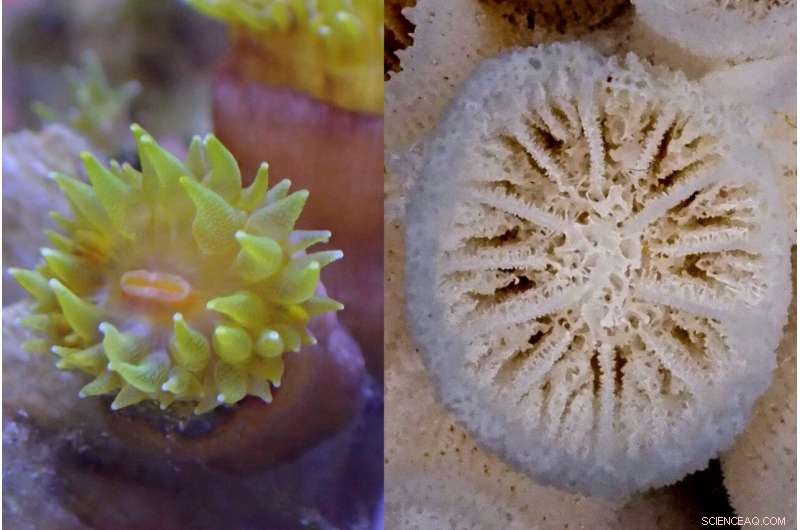 Hong Kong Scientists Discover Three New Coral Species in Local Waters