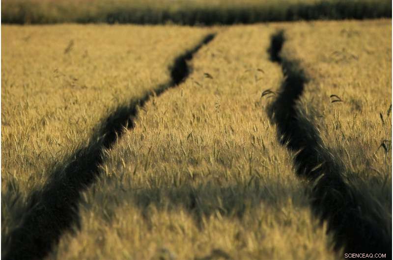 Eliminating the Nitrogen Bottleneck: A Breakthrough for Global Food Production