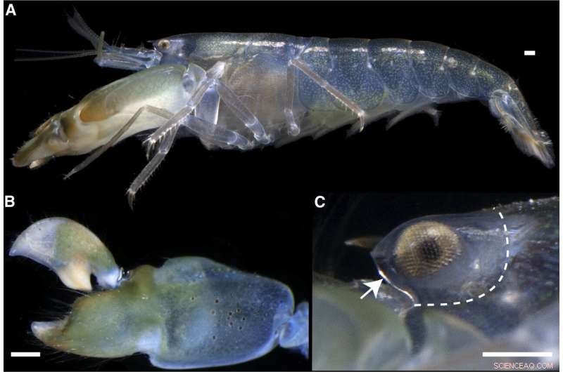 Snapping Shrimp Use Orbital Hood to Deflect Powerful Shockwave Blasts