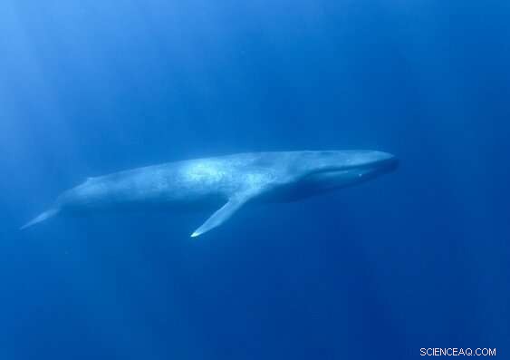 Underwater Sensors Detect Rising Blue Whale Calls in the Indian Ocean