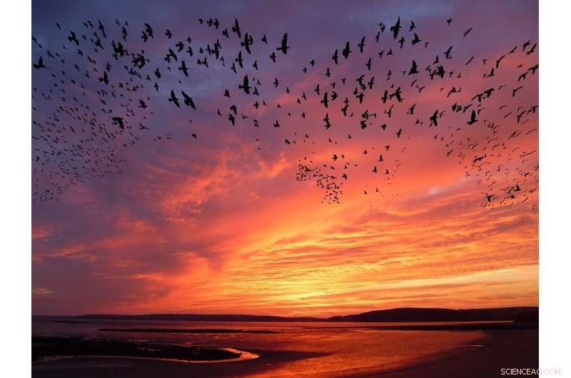 Mercury Exposure Disrupts Fat Metabolism in Migratory Birds