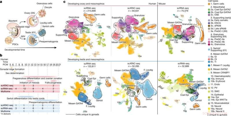 Cell Map Reveals Key Cells Driving Human Gonadal Sex Determination
