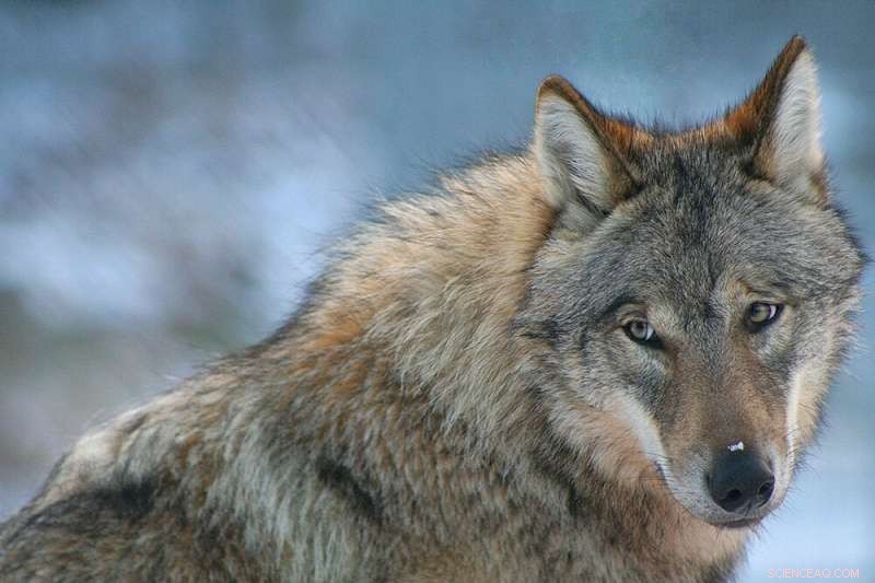 Scientists Warn Against Swedish Parliament s Proposed Wolf Population Reduction
