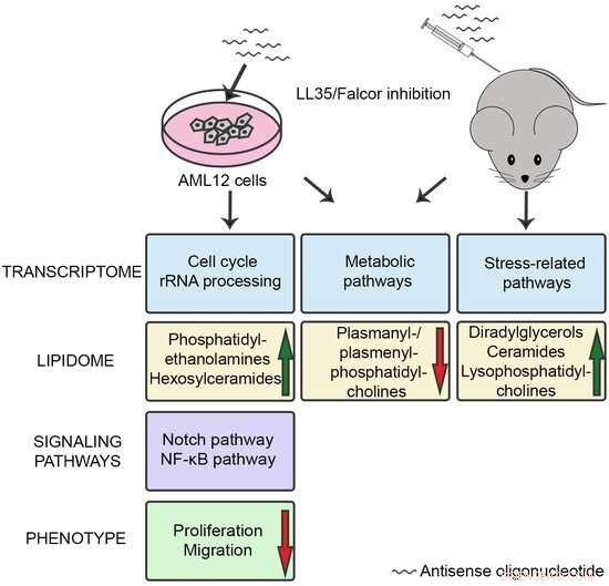 New Study Reveals Long Non‑Coding RNA LL35 Controls Glucose and Lipid Metabolism