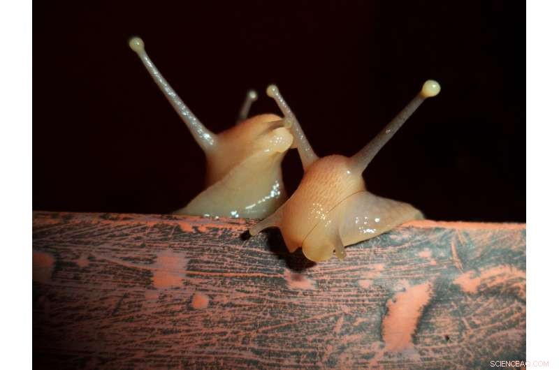 Florida Captures Over 1,000 Invasive Giant African Snails in Ongoing Eradication Effort