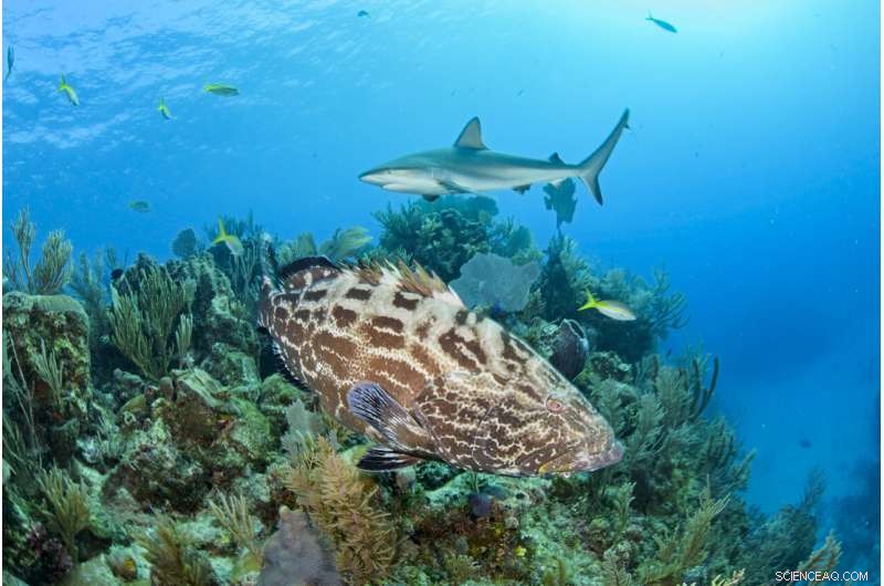 Senckenberg Scientists Introduce Innovative Monitoring Indicators to Safeguard Marine Ecosystems