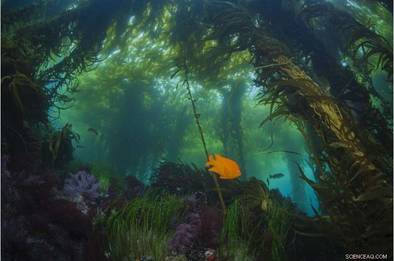 Senckenberg Scientists Introduce Innovative Monitoring Indicators to Safeguard Marine Ecosystems