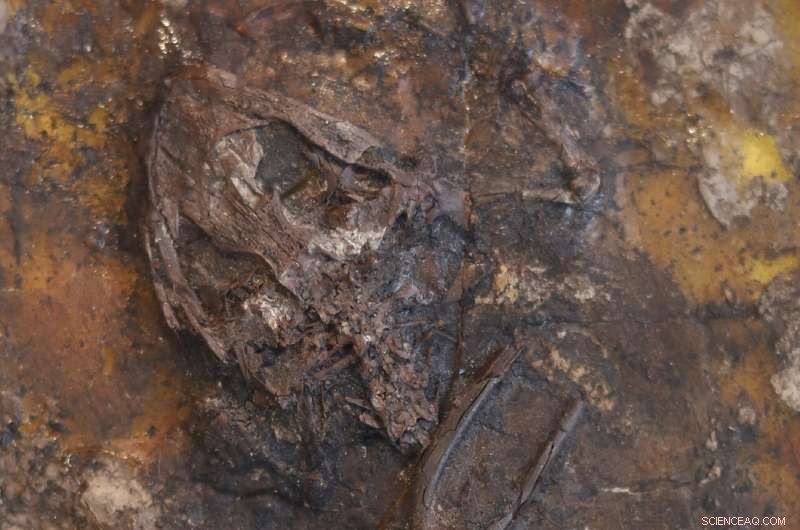 Scientists Discover Ancient Swamp as Mating Death Trap for Fossil Frogs