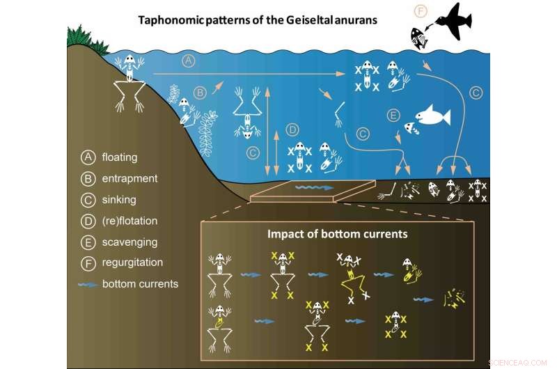 Scientists Discover Ancient Swamp as Mating Death Trap for Fossil Frogs