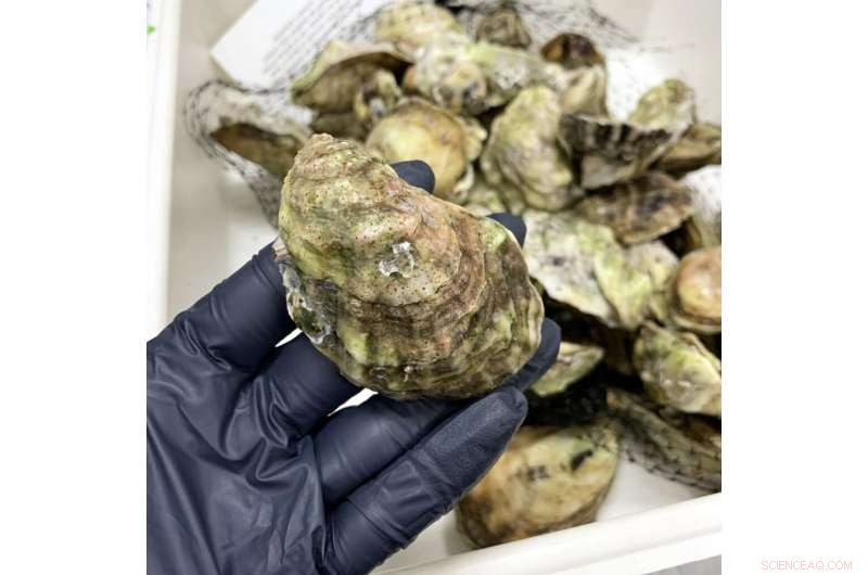Study Reveals Perpetual Chemical Contamination in Florida Oysters