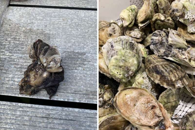 Study Reveals Perpetual Chemical Contamination in Florida Oysters