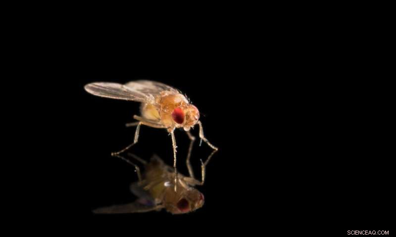 Rochester Study Reveals Segregation Distorter: A Selfish Gene That Skews Inheritance in Fruit Flies