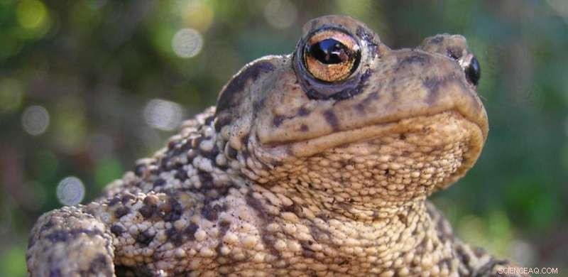 UK Toads Astonish Researchers: Climbing Trees in Woodland Habitats