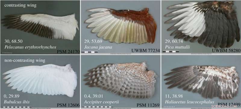 New Research Shows Colorful Ventral Wings Aid Colonizing Birds in Avoiding Collisions