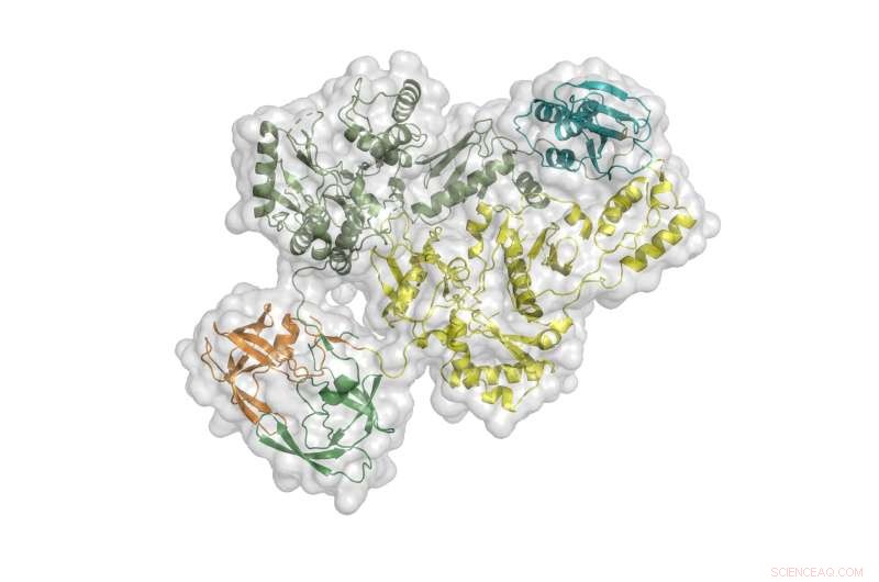 Advanced Imaging Reveals How a Large HIV Protein Drives Infectious Virus Assembly