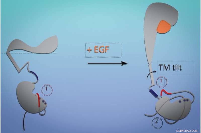 How the EGF Receptor’s Shape‑Shifting Drives Cell Growth