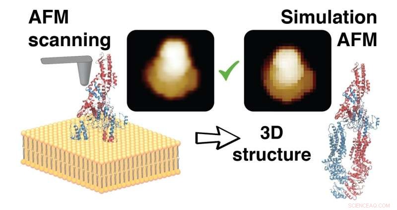 Decoding Atomistic Protein Structures from AFM Surface Scans