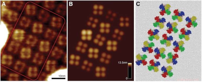 Decoding Atomistic Protein Structures from AFM Surface Scans