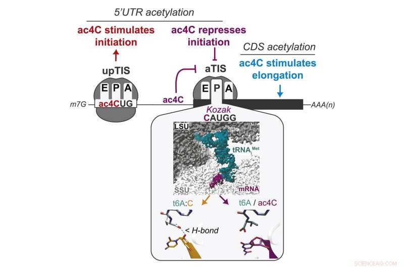 NAT10 Enzyme Reveals Dual Role in mRNA Modification and Cancer Progression