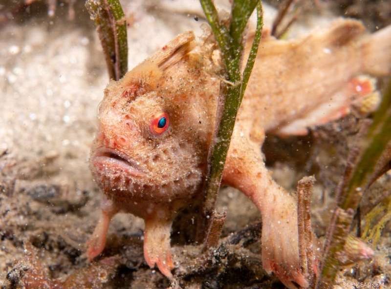 Exploring Tasmania s Rare Red Handfish: Stunning Dive Photography