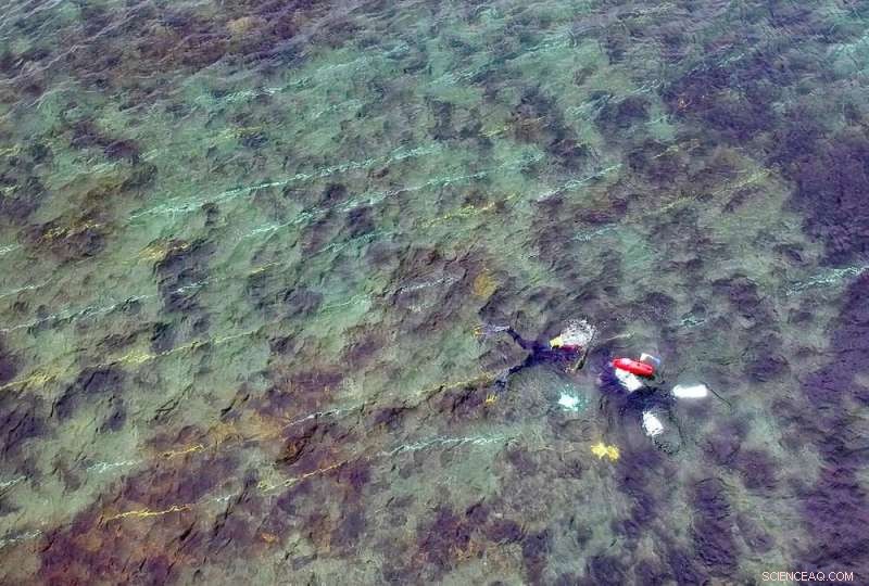 Exploring Tasmania s Rare Red Handfish: Stunning Dive Photography