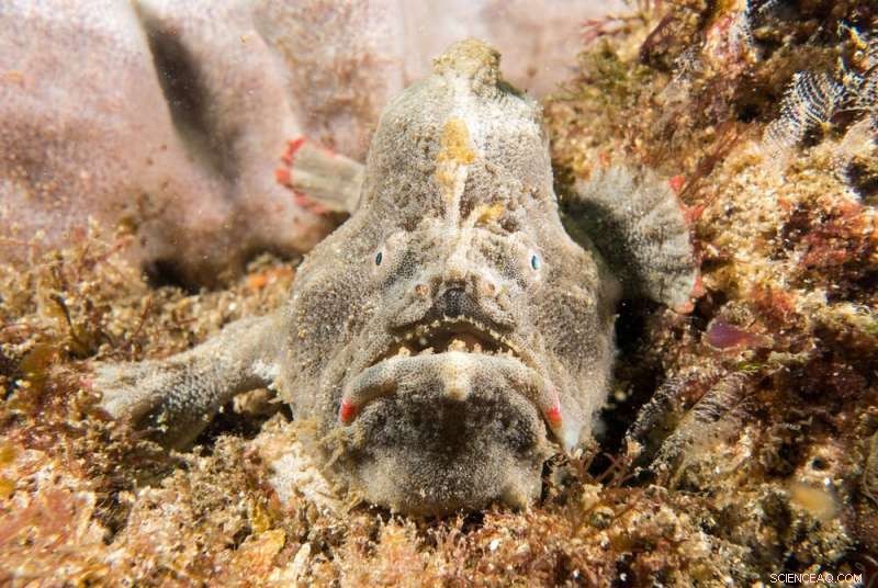 Exploring Tasmania s Rare Red Handfish: Stunning Dive Photography