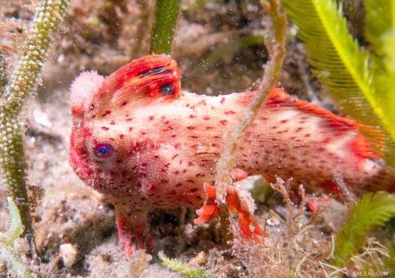 Exploring Tasmania s Rare Red Handfish: Stunning Dive Photography