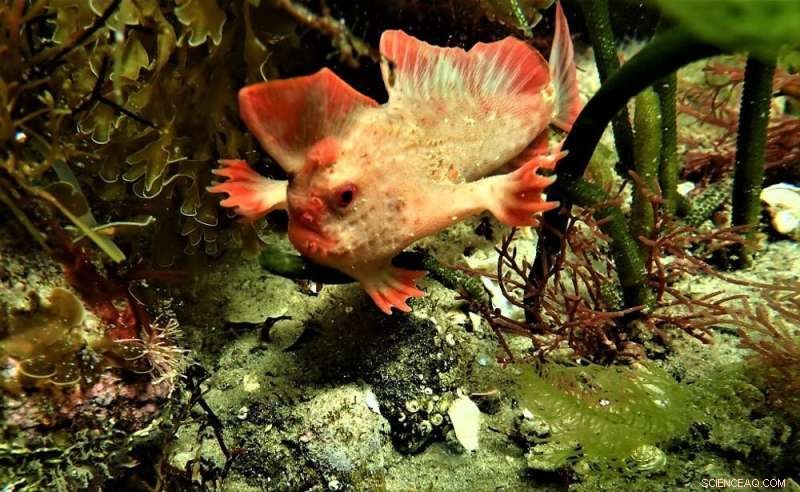 Exploring Tasmania s Rare Red Handfish: Stunning Dive Photography