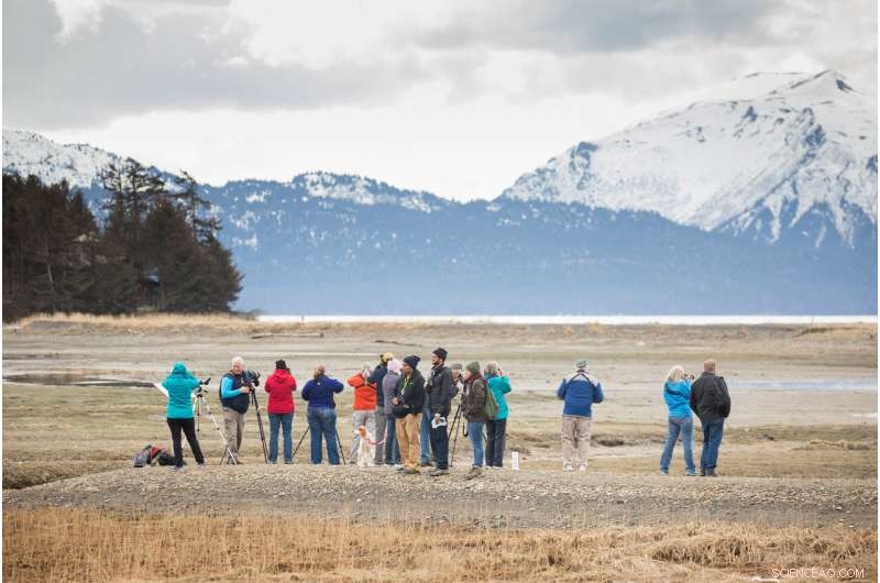 Alaska s Birdwatching Boom: How It Generates Millions for Local Communities