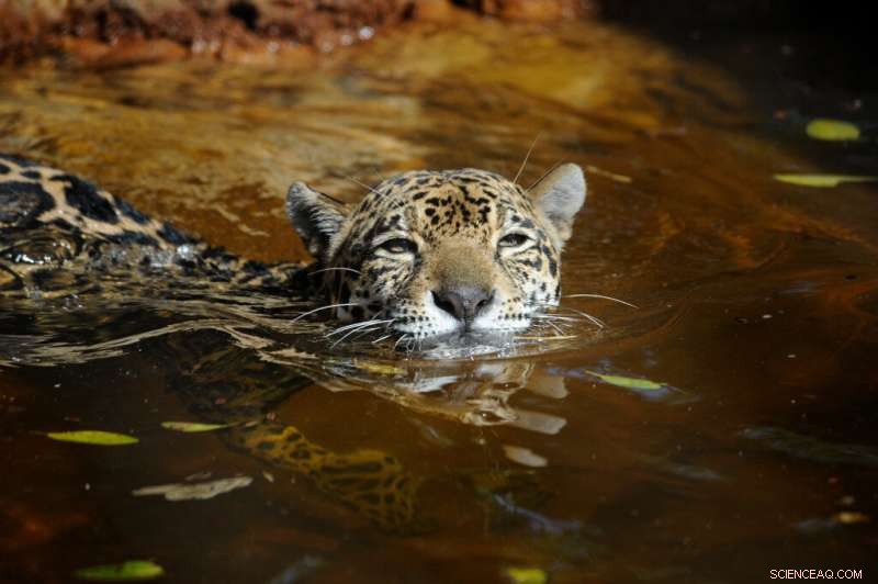 First Nationwide Review Highlights Legal Gaps in Jaguar Conservation