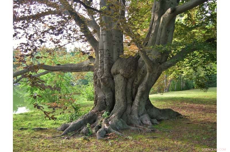 Mysterious Beech Leaf Disease Hits Michigan Trees: Arborists Seek Treatment Solutions