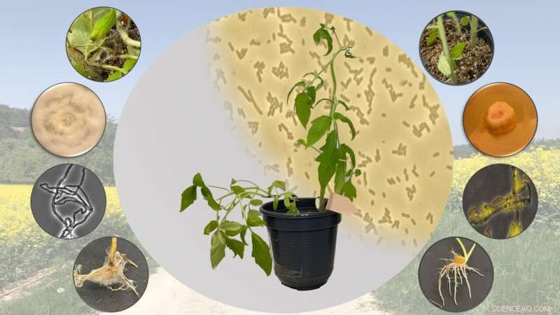 Photorhabdus luminescens: A Multifunctional Bacterium Protecting Plants from Fusarium and Insect Pathogens