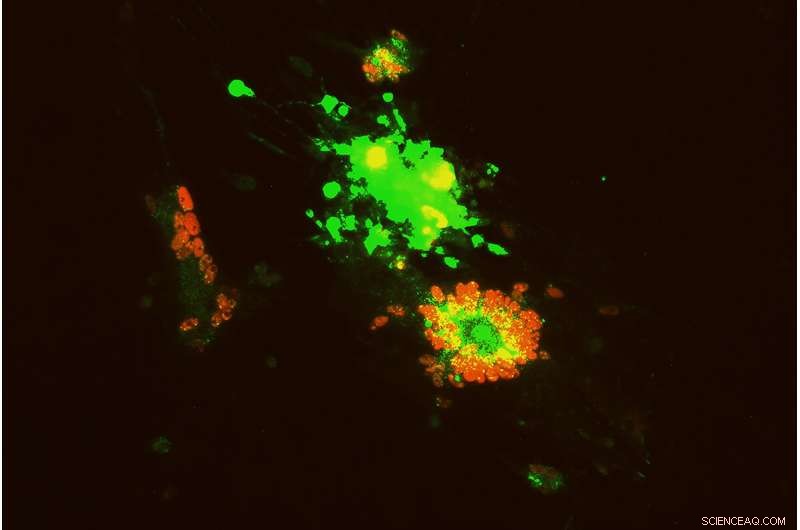 New Study Reveals Unexpected Interactions Between Chicken Herpes Virus and Live Vaccines