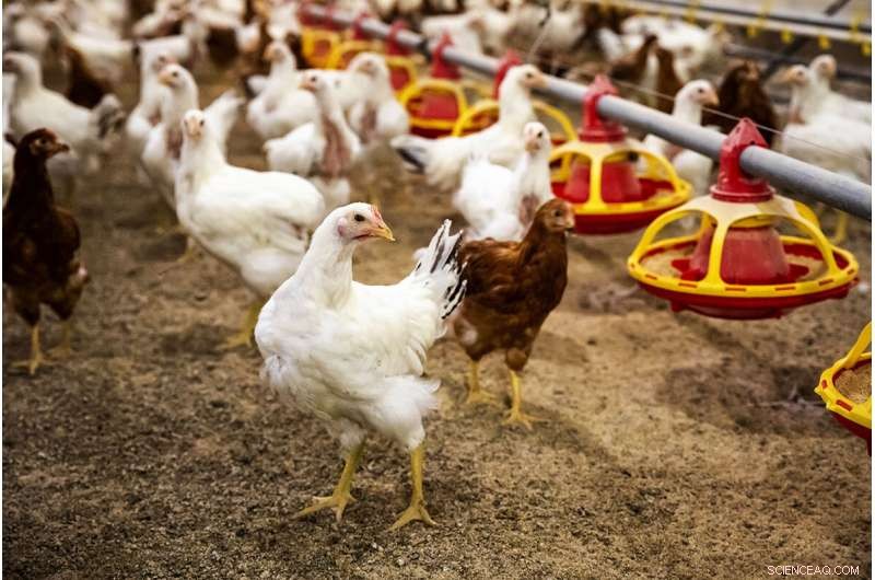 New Study Reveals Unexpected Interactions Between Chicken Herpes Virus and Live Vaccines