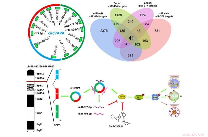 Circular RNA Drives Small Cell Lung Cancer Progression: New Mechanistic Insights
