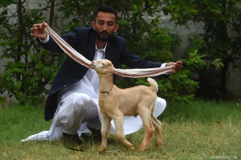 Simba the Long‑Eared Goat: Pakistan’s Viral Star