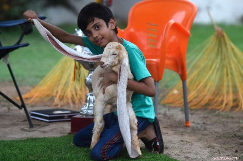 Simba the Long‑Eared Goat: Pakistan’s Viral Star