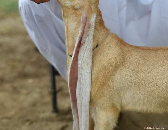 Simba the Long‑Eared Goat: Pakistan’s Viral Star
