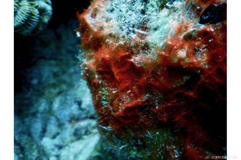 New Insights into Black Band Disease and Its Impact on Coral Health