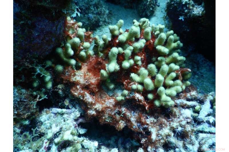 New Insights into Black Band Disease and Its Impact on Coral Health