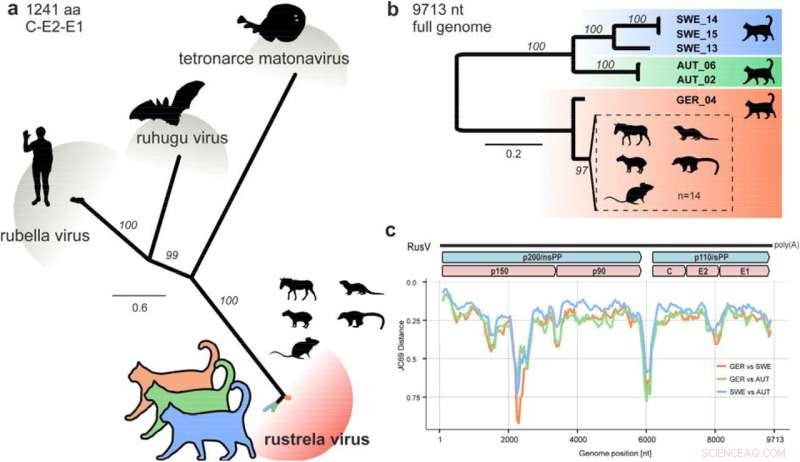 New Findings Reveal the Culprit Behind Cat Illnesses Across Europe