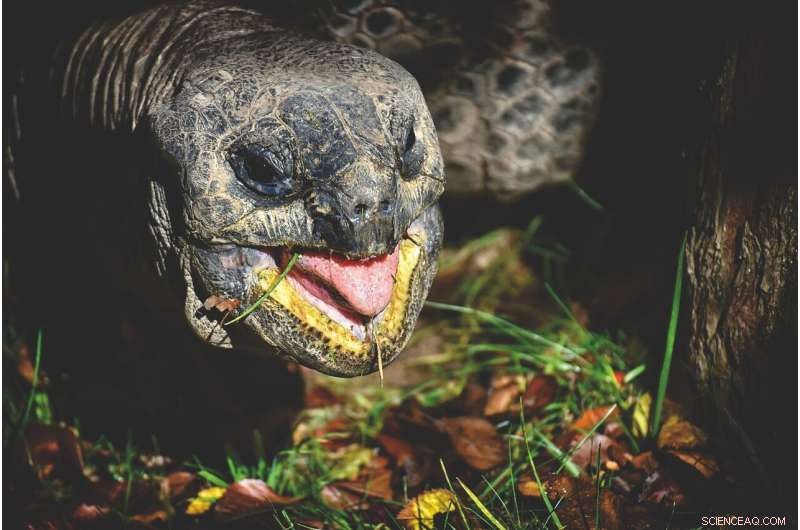 New 12,500‑Year‑Old Giant Tortoise Fossil Unearthed in Sicily s Zubbio Cave
