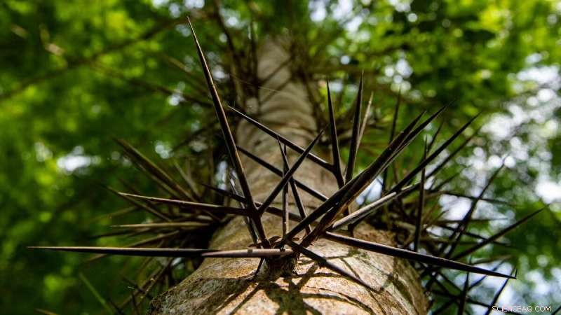 Fossil Evidence Reveals Early Diversification of Spiny Plants in Central Tibet