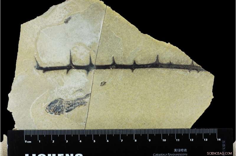 Fossil Evidence Reveals Early Diversification of Spiny Plants in Central Tibet