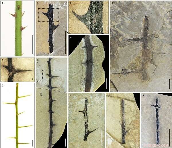 Fossil Evidence Reveals Early Diversification of Spiny Plants in Central Tibet