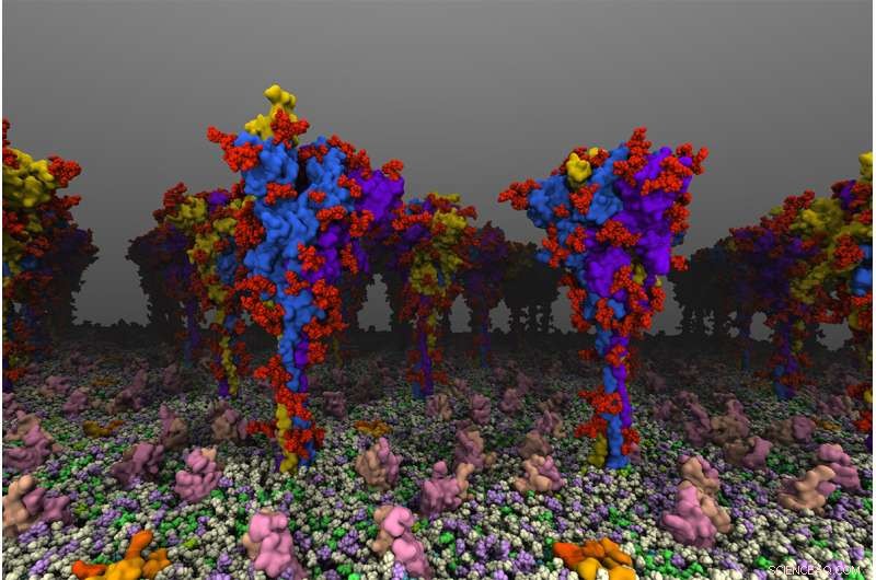 Human Cell Modifications Enhance Flexibility of COVID‑19 Spike Protein, Revealed by Atomic‑Level Models