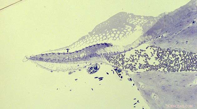 Crocodile Ear Structure Could Inspire Novel Solutions for Hearing Loss