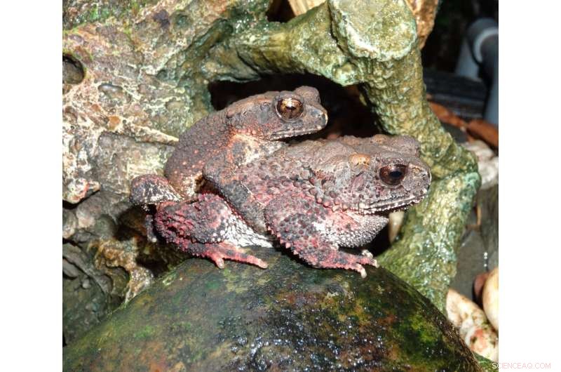 Scientists Reveal Critical Conservation Gaps for Vietnam’s Amphibians